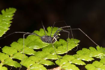Media type: image; Invertebrate Zoology 152007
